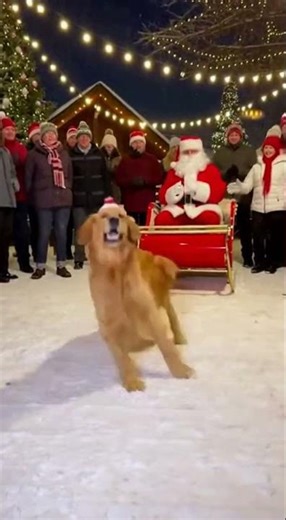 Golden Retriever’s Insane Christmas Dance With Santa Snowy Holiday Party Goes Viral #dogjumping