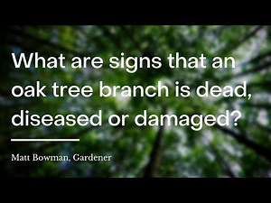 What are signs that an oak tree branch is dead, diseased or damaged?