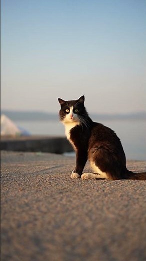 Cats & Ocean Sounds 🐱🌊 Relaxing Beach ASMR for You and Your Cat 💙
