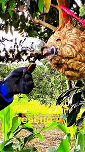 Taming the Ferocious Wasp 🐝😲🙀 #Giants #home #short #plastic | Alex dk 09