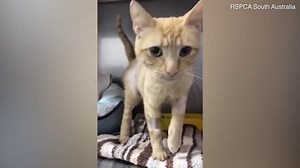 Video: Cat makes miracle recovery after being bitten by deadly snake | Daily Mail Online