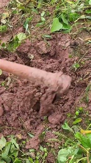 Digging jicama in the garden #satisfying #easyfarming #farming #garden
