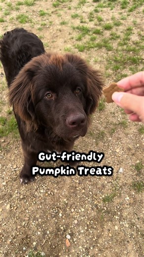 My dog saw these pumpkin treats and instantly became the happiest boy alive 🐶🎃 Just Try 15oz Pumpkin Dog Treats – digestive support gut health in one jar. He’s been begging for more ever since 😂 he really loves that crunch feeling #puppy #dog #dogmom #dogtreat #dogtraining @Wellix Pet Shop