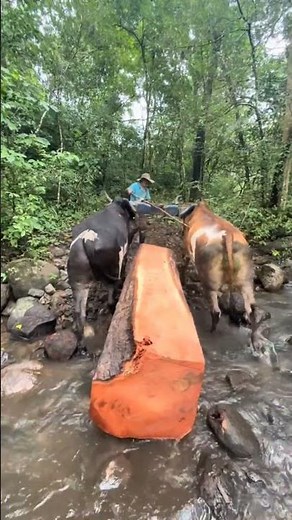 Oxen dragging a log.