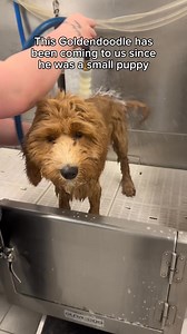 We love seeing your pups grow! 🐶 When you start bringing in your puppy while they’re younger, they get comfortable with the experience early on. Plus, this also helps them build up their confidence for other situations like when they need to go to the vet. Do you have a puppy? Take advantage of our first visit discount through the link in our bio. #HealthyDogHappyDog #GainesvilleDogs #DogCareMatters #PupWellness #ScenthoundLove #VetCareSupport #FloridaDogLife #ScenthoundGainesvilleSW | Scenthou
