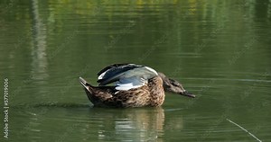 Mallard Duck, anas platyrhynchos, Adult Female Snorting, Pond in Camargue near Saintes Maries de la Mer, Slow Motion 4K