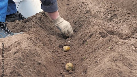 Potatoes planting process. Worker placing seed tubers carefully. Planting seed potatoes in sandy loam trench. Worker methodically inserts seed tubers into prepared ridged soil