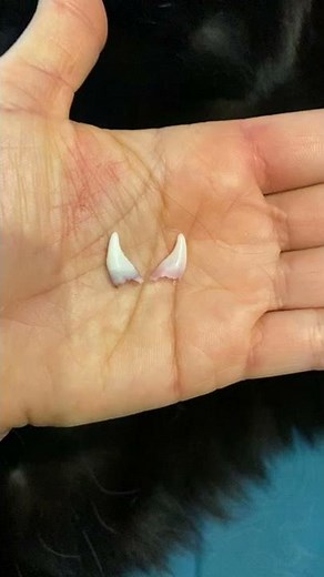 Leopard Luna's baby teeth fell out😻