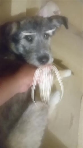 Videos de hurakan (@alanhuracanguerre) con “sonido original - 🧚🏻‍♀️”