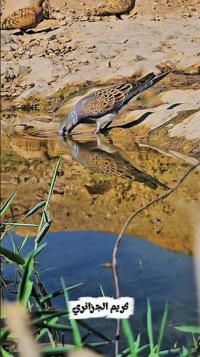 من اجمل الطيور المهاجره/One of the most beautiful migratory birds