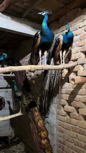 Mukhlis Peacock Farm Mardan on TikTok