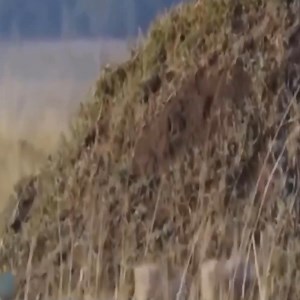 11K views · 114 reactions | Lion vs Hippo - who is the winer Please join this page to see more Amazing Animals | Animals Nature | Facebook