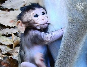 2K views · 65 reactions | O.M.G! What's going on, baby Why are you scratching so badly | Monkey Mono | Facebook