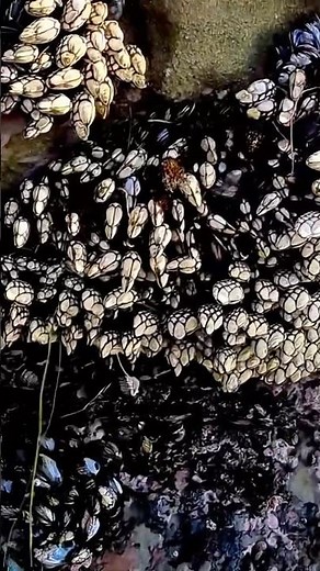 Tide Pool Treasures | Mussels and Shells by the Ocean 🌊🐚✨