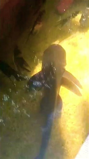 giant catfish | catfish tank setup #farming