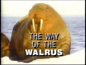 Wildlife Chronicles: The Way of the Walrus (full documentary)