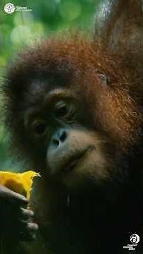 Jungle school: A Second Chance for Sumatran Orangutans 🦧