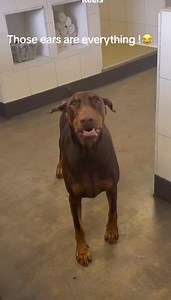 1.2M views · 71K reactions | He's only half listening.  #doberman #dogs #dogslife #doggo #dog #doggy #doggle #dogsofinstagram #dogreels | The Dobie Team | Facebook