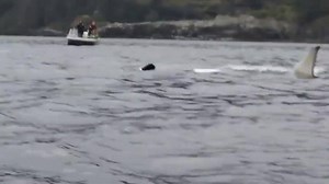 This kayaker had a close encounter with a pod of orcas. via http://bit.ly/1edbKdz | Awesome Ocean