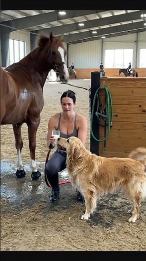 The dog and horse were excited to see the woman drinking milk. #horse #nature #love #anima