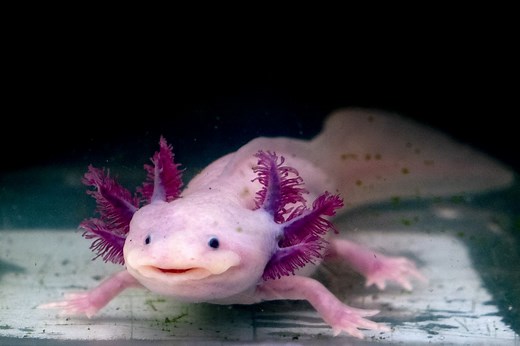14 Pink Animals That Wow and Woo