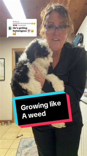 Watch Our Bernedoodle Grow: From Tiny to Huge!