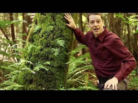 Coastal Western Hemlock Zone - Key Tree Species