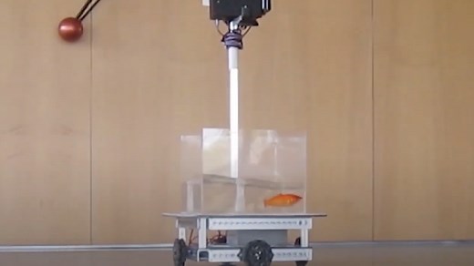 Watch Out for These Goldfish 'Driving' Around on Land