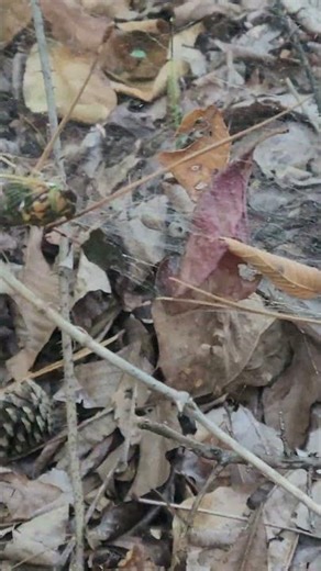 Big Spider Web With Dinner Caught In It #spiderweb #spider #bug #shorts