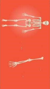 Human Skeleton Explain