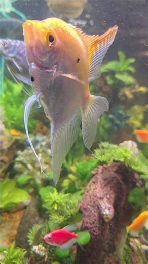 When Bloodworms Hit the Tank!