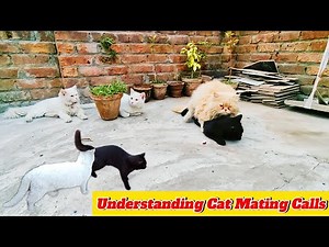 In the Heat of the Moment: Understanding Cat Mating Calls