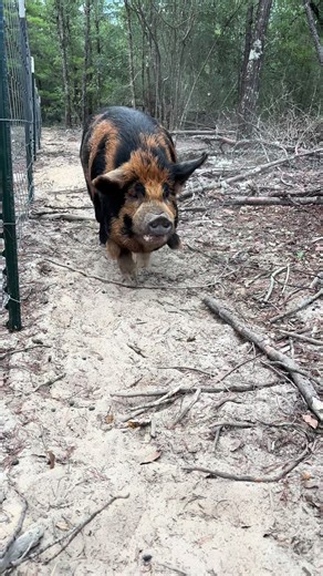 Explore the Joys of Florida Farm Life with Kunekune Pigs