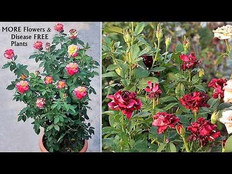 My SECRETS To Make Rose Plants VERY BUSHY & HEALTHY [100% SUCCESS]