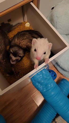 POV it's 12:30 AM and the Ferrets what to play NOW #ferrets #ferret #wholesome #ferretsoftiktok #nuggettheferret #cheepgoyeet
