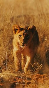 Interpretative game drives with a private guide and tracker reveal the fascinating characteristics of the Kalahari ecosystem and provide insight into the resilience and tenacity of animals that are once again thriving as a result of decades of habitat and biodiversity restoration. #PhotographicSafari #WildlifeSightings #LIonSightings #wildlifephotography | Tswalu Kalahari Reserve
