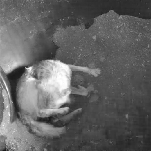 Wolf Conservation Center on Instagram: "Motherhood in action - Mexican gray wolf Trumpet is giving birth RIGHT NOW! 🔗Link to live webcam in bio We're constantly in awe of Trumpet. She's welcoming her 6th litter of pups with courage, strength, and perseverance. What a role model she'll be for the newest generation of Mexican gray wolves. You got this, mama! We love you!"