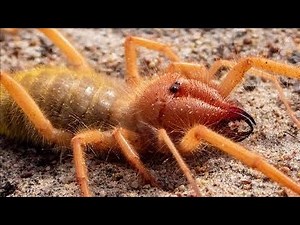 camel spider vs ant