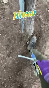 The technique of applying liquid organic fertilizer by shooting the roots produces maximum results. #Liquid organic fertilizer #Fertilizer gun #grape vine #subcribers #fyp | Believe Flower | Facebook