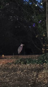 Little lost heron on St Mary's Gate | The Star, Sheffield