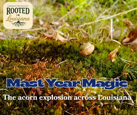 Have you noticed more acorns falling than usual this year? You’re not imagining it! What you’re seeing is something called a “mast year.” 🌱 What Is a Mast Year? Every few years, oak trees (and other nut-producing trees like pecans and hickories) produce an unusually large number of acorns all at once. This natural cycle is known as “masting.” During a mast year, trees release massive amounts of seeds—far more than normal—to increase their chances of reproduction. 🌳 Why It Happens Scientists be