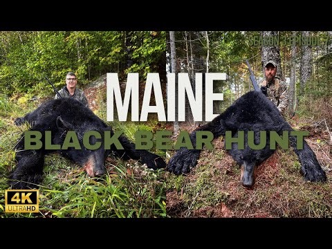 EPIC Maine Bear Hunt With Hounds |S3 EP7|