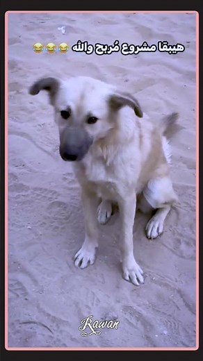 The true meaning of "I'm all about the money, you're all about the effort" 🤣