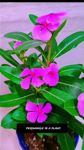 😱 Most Gardeners Don't Know This About Periwinkle.