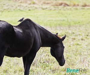 Swayback in Horses: Causes & Management Tips