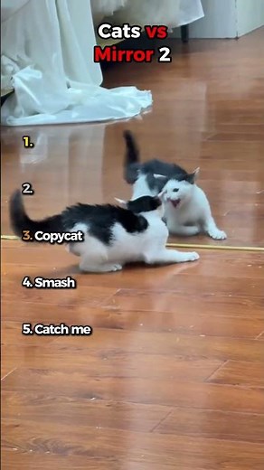 Cats vs Mirrors 2 😹🐱