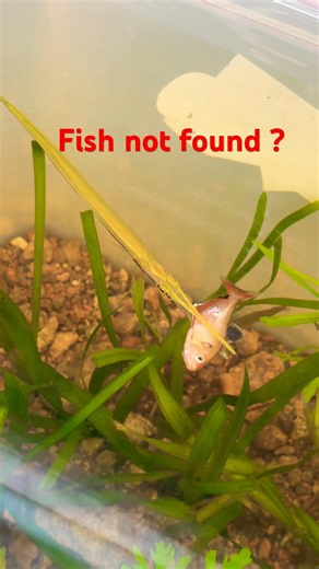 Where is Indian Alligator Gar Fish 😭 ?