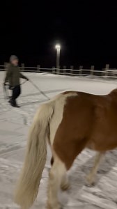 Meet Nöpö 🐴The New pony of @jankaresort ♥️#pony #shetlanninponi #jänkäresort #lapland #ylläs | Sampon Matka