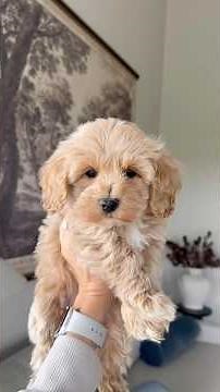 Ruby’s maltipoo puppies at 8 weeks old! #maltipoo #puppy