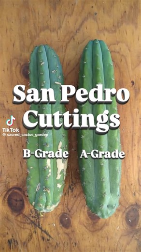 san pedro cactus for sale san pedro cactus for sale near me peyote cactus plants for sale peyote cactus for sale uk cactus plants for sale online san pedro buy a peyote cactus buy peyote cactus online in usa peyote cactus for sale canada live peyote cactus for sale san pedro cactus buy who sells peyote cactus peyote cactus buy online peyote vs san pedro cactus buy peyote cactus uk san pedro cactus buy online san pedro cactus sales online san pedro cactus sales canada san pedro cactus sales revie